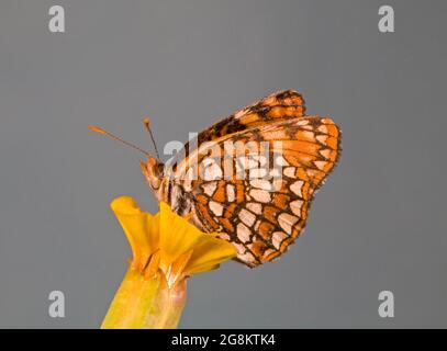 Detail eines Hoffmanns Checkerspot-Schmetterlings, Chlosyne hoffmanni, der auf einer Wildblume an den Hängen des Mount Hood, Oregon, nectaring. Stockfoto