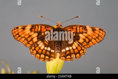 Detail eines Hoffmanns Checkerspot-Schmetterlings, Chlosyne hoffmanni, der auf einer Wildblume an den Hängen des Mount Hood, Oregon, nectaring. Stockfoto