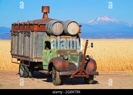 Um 1940er Jahre alter Dodge Truck, der auf einem Weizenfeld in der Nähe von Madras, Oregon, sitzt. Mount Jefferson ist im Hintergrund. Stockfoto