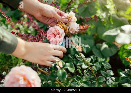 Frau Deadheading verbrachte englische Hagebutten im Sommergarten. Gärtner schneidet verwelkte Blumen mit dem Baumschneider ab. Abraham Darby Rose von Austin Stockfoto