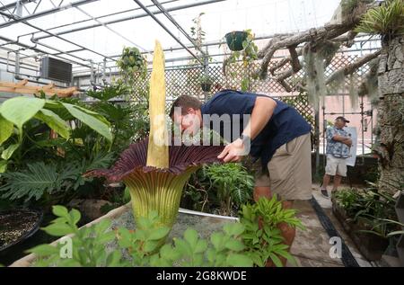 21. Juli 2021, Raleigh, North Carolina, USA: Dr. BRANDON HUBER schnüffert seine Leichenblume, eine der größten, stinkendsten Blumen im Pflanzenreich, die gerade an der North Carolina State University am Tropical Conservatory des US-Bundesstaates North Carolina blühte. Der seltene titan-Arum wird von Dr. Huber nach einer Figur aus dem Harry Potter-Universum Lupin genannt, die aufgrund ihres Gestanks nach verfaultem Fleisch bei der Blüte gemeinhin als Leichenblume bekannt ist. 13 dauerte es 2016 Jahre, bis die Leiche zum ersten Mal blühte. 2019 blühte sie wieder auf. Es wird erwartet, dass dies auch weiterhin alle 3-7 Jahre der Fall sein wird. (Credit Ima Stockfoto