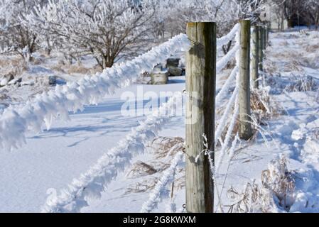 Nach dem Winterschneesturm in Wisconsin, USA, beschichten brillante Raureif-Eiskristalle von Wasserdampf Weidezaun, Bäume und Gräser auf einer Farm Stockfoto