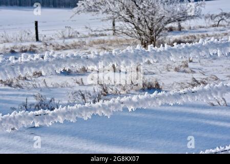 Nach dem Winterschneesturm in Wisconsin, USA, beschichten brillante Raureif-Eiskristalle von Wasserdampf Weidezaun, Bäume und Gräser auf einer Farm Stockfoto