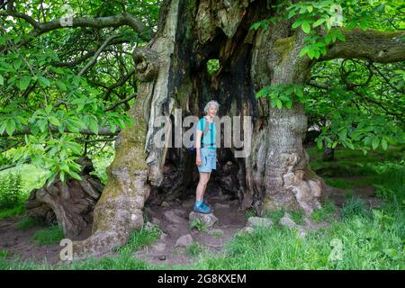 Ein alter süßer Kastanienbaum im Wye Valley in der Nähe der Bigsweir Bridge, Gloucestershire, Großbritannien. Stockfoto