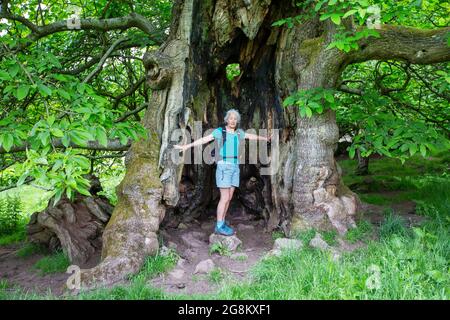 Ein alter süßer Kastanienbaum im Wye Valley in der Nähe der Bigsweir Bridge, Gloucestershire, Großbritannien. Stockfoto