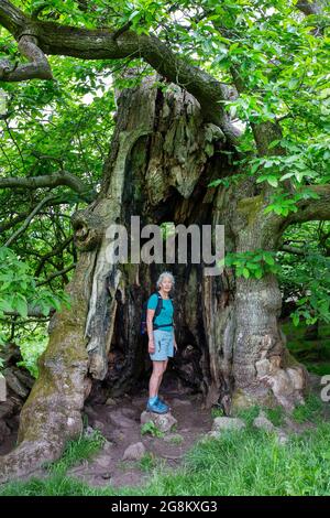 Ein alter süßer Kastanienbaum im Wye Valley in der Nähe der Bigsweir Bridge, Gloucestershire, Großbritannien. Stockfoto