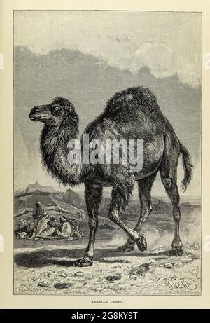 Das Dromedar (Camelus dromedarius), auch als arabisches Kamel bezeichnet, ist ein großes, gleichgezungenes Huftier der Gattung Camelus, mit einem Buckel auf dem Rücken. Aus dem Buch ' Royal Natural History ' Band 2 herausgegeben von Richard Lydekker, veröffentlicht in London von Frederick Warne & Co im Jahr 1893-1894 Stockfoto