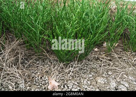 Gewöhnliche Glaswürze wächst aus der Nähe mit Salz auf dem Boden Stockfoto