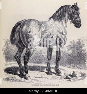 Die Percheron ist eine Rasse von Zugpferden, die im Flusstal des Huisne in Westfrankreich, Teil der ehemaligen Provinz Perche, von der die Rasse ihren Namen hat, ihren Ursprung hat. Normalerweise grau oder schwarz, sind Percherons gut bemuskelt und bekannt für ihre Intelligenz und ihre Bereitschaft zu arbeiten. Aus dem Buch ' Royal Natural History ' Band 2 herausgegeben von Richard Lydekker, veröffentlicht in London von Frederick Warne & Co im Jahr 1893-1894 Stockfoto