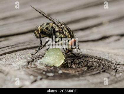 Die Hausfliege stellt einen Schädling von großer wirtschaftlicher Bedeutung in der Nutztierhaltung dar, der tierische Produkte kontaminiert und eine Vielzahl von Pathogenen überträgt. Stockfoto