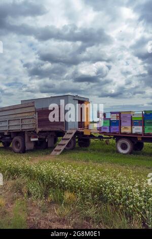 Ansicht eines langen Anhängers mit bunten Bienenstöcken für die mobile Sammlung und den Verkauf von Honig in Russland Stockfoto