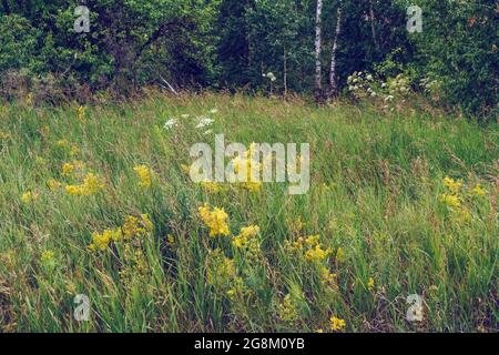 Kleine Lichtung mit Wildpflanzen und blühenden Blumen vor dem Wald zur Sommerzeit Stockfoto