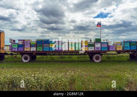 Blick auf bunte Bienenstöcke auf Anhänger zum mobilen Sammeln und Verkaufen von Honig mit russischer Flagge und Ländernamen darauf Stockfoto