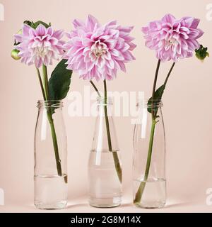 Rosa Dahlia-Blüten in Glasflaschen auf pfirsichfarbenem Hintergrund. Stockfoto