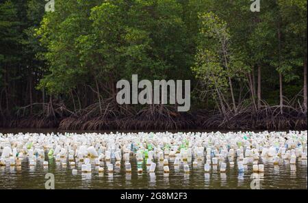 Austernzucht der östlichen thailändischen Landwirtschafts-Technik, verwenden sie alte Plastikflasche zu hängen und füttern Auster in natürlichem Meerwasser. Stockfoto