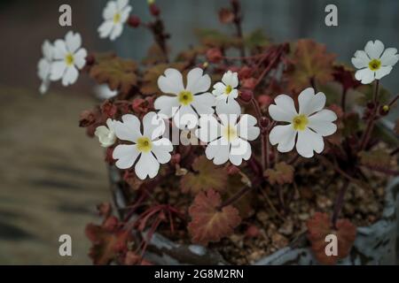 MOKP, KOREA, SÜD - 01. März 2015: Eine selektive Aufnahme wunderschöner Blumen in einem Topf, aufgenommen in Mokpo City, Südkorea Stockfoto