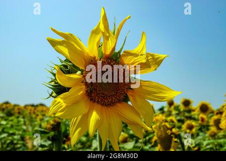 Gelbe Sonnenblumen wachsen auf einem großen Feld, in der Nähe von Pau, Südfrankreich Stockfoto