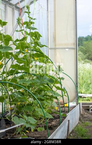 Gurken, die im Gewächshaus wachsen. Konzept der Heimarbeit und gesunde Ernährung Stockfoto