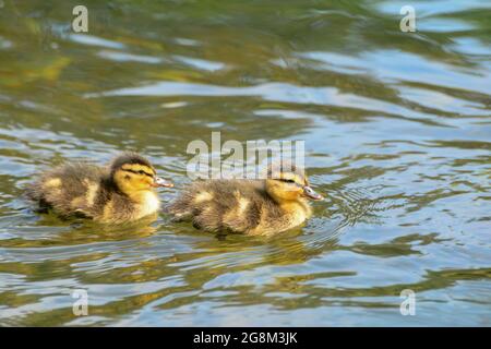 Caterbury, Kent, Juli 21 2021. Ducks Swimming Credit: graham mitchell/Alamy Live News Stockfoto