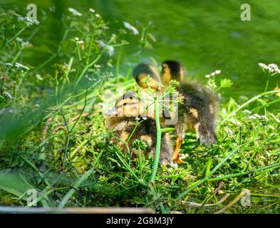 Caterbury, Kent, Juli 21 2021. Neu geschlüpfte Enten sitzen auf ihrem Nest Credit: graham mitchell/Alamy Live News Stockfoto