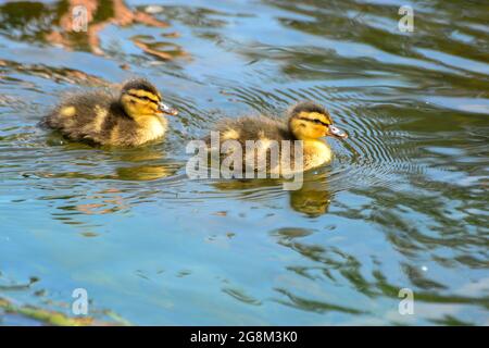 Caterbury, Kent, Juli 21 2021. Entchen schwimmen auf dem Fluss stour Credit: graham mitchell/Alamy Live News Stockfoto