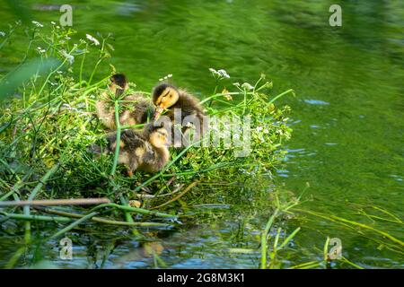 Caterbury, Kent, Juli 21 2021. Neu geschlüpfte Enten auf ihrem Nest Kredit: graham mitchell/Alamy Live News Stockfoto