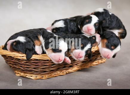 3 Tage alte F1 Mini Bernedoodle Welpen schlafen in einem Korb Stockfoto