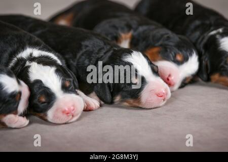 3 Tage alte F1 Mini Bernedoodle Welpen schlafen in einer Reihe Stockfoto