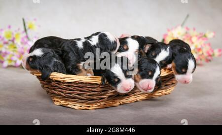 3 Tage alte F1 Mini Bernedoodle Welpen schlafen in einem Korb Stockfoto