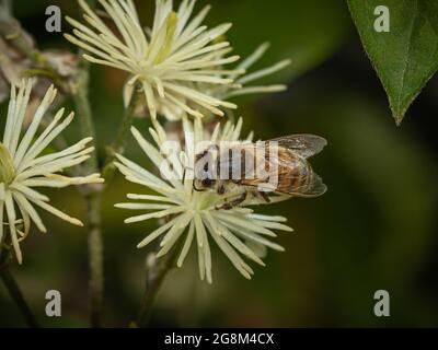 Honigbiene auf weißer Blume Stockfoto