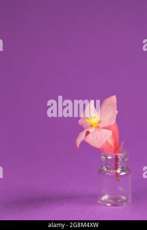 Kleine Begonia erythrophylla blüht in einem Glasgefäß. Stockfoto