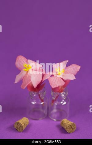Kleine Begonia erythrophylla blüht in einem kleinen Glasgefäß mit Korkstopfen ungekorkt. Stockfoto