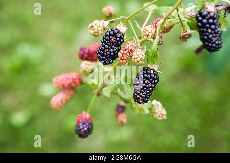 Viele reife und unreife Bio-Brombeeren wachsen auf einem Busch in einem Sommergarten Stockfoto