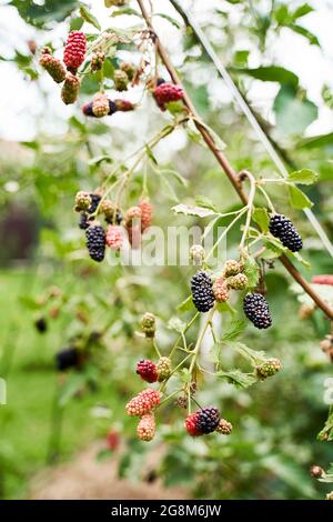 Viele reife und unreife Bio-Brombeeren wachsen auf einem Busch in einem Sommergarten Stockfoto