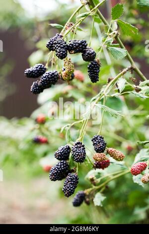 Viele reife und unreife Bio-Brombeeren wachsen auf einem Busch in einem Sommergarten Stockfoto