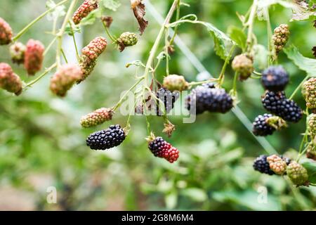 Viele reife und unreife Bio-Brombeeren wachsen auf einem Busch in einem Sommergarten Stockfoto