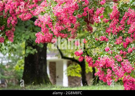Wunderschöne rosa Krabbenmyrte (Lagerstroemia) blüht im Vorgarten eines Metro Atlanta Wohnhauses. (USA) Stockfoto
