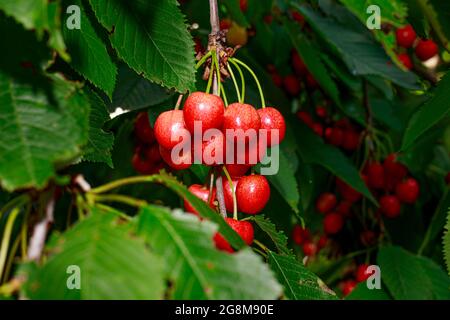 Süsse Kirschen auf einem Baumzweig in der Sommer-Nahaufnahme. Gartenarbeit, Obstbäume wachsen, die Vorteile der Beeren Stockfoto