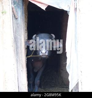 Indian Village Buffalo Stockfoto