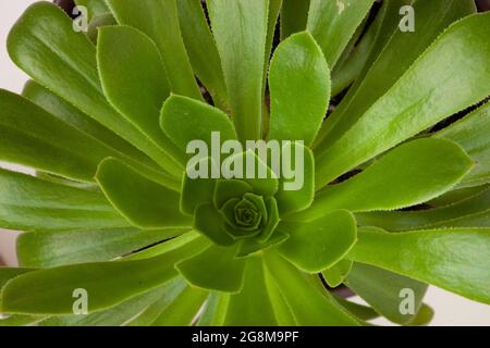 Aeonium Canariense schöne Rosette aus grünen Blättern, aus nächster Nähe. Sukulenten von Aeonium Arboreum Stockfoto