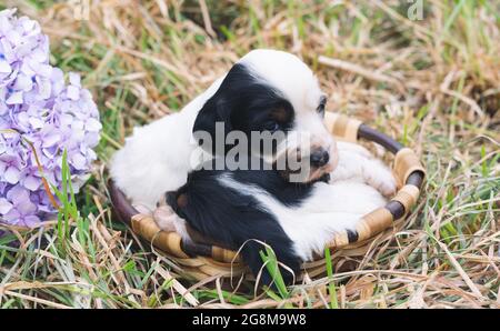 Zwei zarte Welpen in einem Korb mit einem grasbewachsenen Boden. Speicherplatz kopieren. Stockfoto