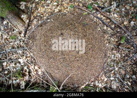 Eine Rotholzanze, Formica rufa, brütet im Forest of Dean, Gloucestershire, Großbritannien. Stockfoto