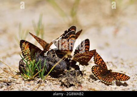 Melitaea diamina falsches Heidefritillär und Melitaea athalia Heidefritillär in den Alpen in Österreich Stockfoto