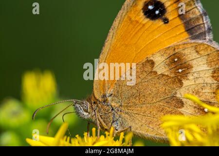 Pförtner/Heckenbrauner (Pyronia tithonus) Schmetterling, der sich von Nektar aus gewöhnlicher Ragwurz ernährt / Sprössling-Ragwurz (jacobaea vulgaris / Senecio jacobaea) Stockfoto