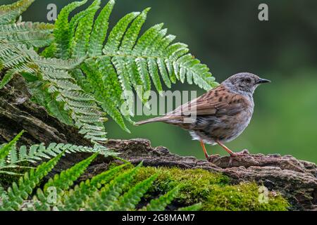 Dunnock / Heckenakzentuor (Prunella modularis / Motacilla modularis) auf Baumstamm im Wald Stockfoto