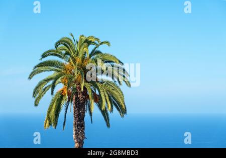 Schöne Aussicht auf Palme über einen blauen Himmel und atlantik Teneriffa, Kanarische Inseln, Spanien Stockfoto