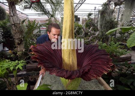 21. Juli 2021, Raleigh, North Carolina, USA: Dr. BRANDON HUBER schnüffert seine Leichenblume, eine der größten, stinkendsten Blumen im Pflanzenreich, die gerade an der North Carolina State University am Tropical Conservatory des US-Bundesstaates North Carolina blühte. Der seltene titan-Arum wird von Dr. Huber nach einer Figur aus dem Harry Potter-Universum Lupin genannt, die aufgrund ihres Gestanks nach verfaultem Fleisch bei der Blüte gemeinhin als Leichenblume bekannt ist. 13 dauerte es 2016 Jahre, bis die Leiche zum ersten Mal blühte. 2019 blühte sie wieder auf. Es wird erwartet, dass dies auch weiterhin alle 3-7 Jahre der Fall sein wird. Kleiner als Stockfoto