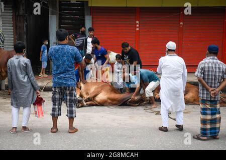 Dhaka, Bangladesch. Juli 2021. Muslime bereiten sich darauf vor, während des muslimischen Festivals Eid al-Adha oder des „Opferfestes in Dhaka“ ein Opfertier zu schlachten. Kredit: SOPA Images Limited/Alamy Live Nachrichten Stockfoto