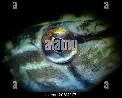 Junger Hecht (Esox lucius) sehr neugierig, Nahaufnahme eines Hechtauges, Nordrhein-Westfalen, Deutschland Stockfoto