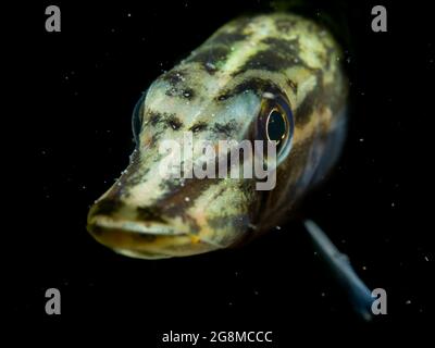 Junger Hecht (Esox lucius) sehr neugierig, Nordrhein-Westfalen, Deutschland Stockfoto